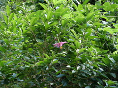 Elkea