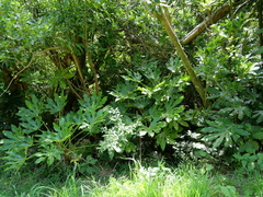 Fatsia japonica