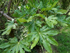 Fatsia japonica