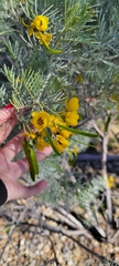 Senna artemisioides