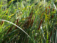 Typha orientalis