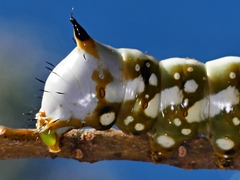 Psalidostetha banksiae