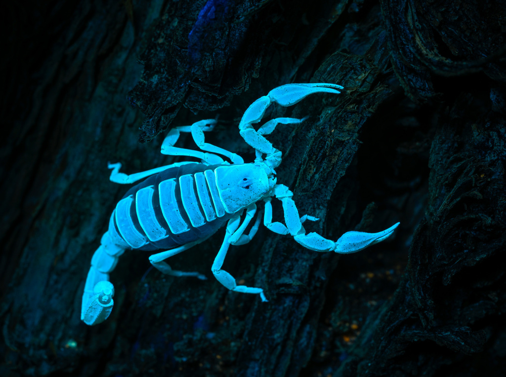 Paruroctonus bantai bantai