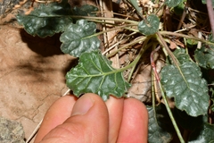 Eriogonum inflatum deflatum