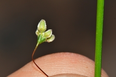 Eriogonum inflatum deflatum