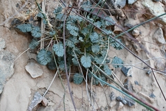 Eriogonum inflatum deflatum