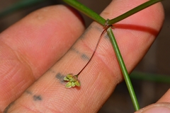 Eriogonum inflatum deflatum