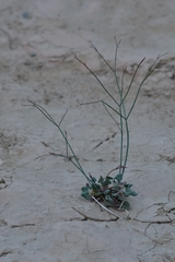 Eriogonum inflatum deflatum
