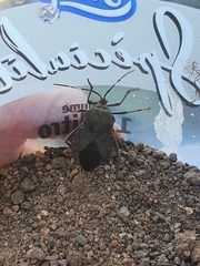 Pachylis laticornis