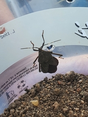 Pachylis laticornis