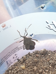 Pachylis laticornis