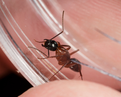 Camponotus texanus