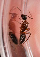 Camponotus texanus