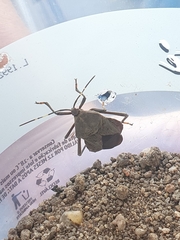 Pachylis laticornis