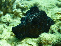 Coriocella nigra