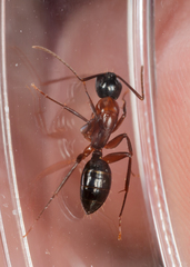 Camponotus texanus