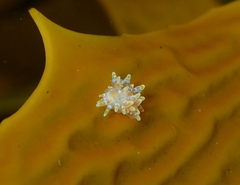 Caldukia affinis