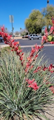 Hesperaloe parviflora