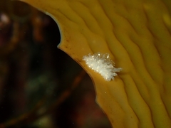 Polybranchia pallens