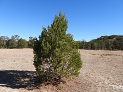 Pinus cembroides lagunae