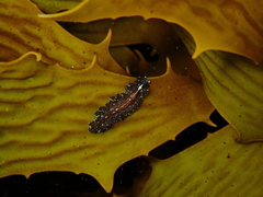 Phrikoceros