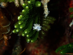 Polybranchia pallens