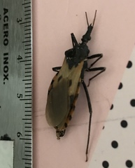 Triatoma dimidiata