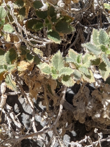 Desert stingbush (Eucnide urens)