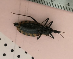 Triatoma dimidiata