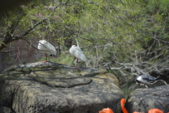 Eudocimus albus