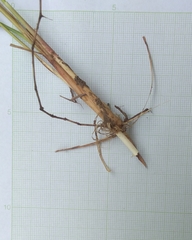 Imperata cylindrica