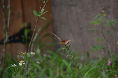 Danaus gilippus