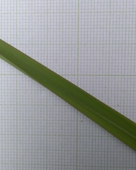 Imperata cylindrica