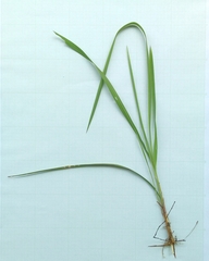 Imperata cylindrica