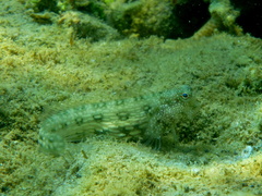 Salarias alboguttatus