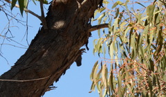 Cormobates leucophaea