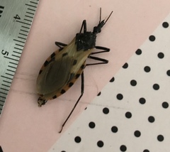Triatoma dimidiata