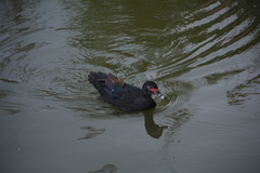Cairina moschata domestica