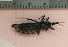 Triatoma dimidiata