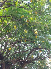 Averrhoa carambola