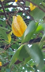 Averrhoa carambola