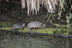 Trachemys scripta elegans