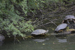 Trachemys scripta