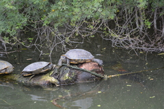 Trachemys scripta