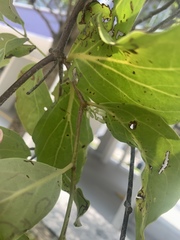 Dendrophthoe pentandra