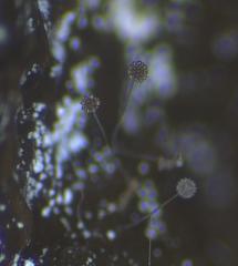 Rhopalomyces elegans