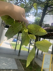 Dendrophthoe pentandra