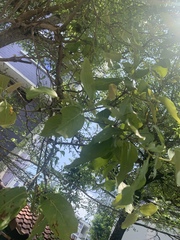 Dendrophthoe pentandra