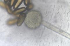 Rhopalomyces elegans