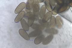 Rhopalomyces elegans